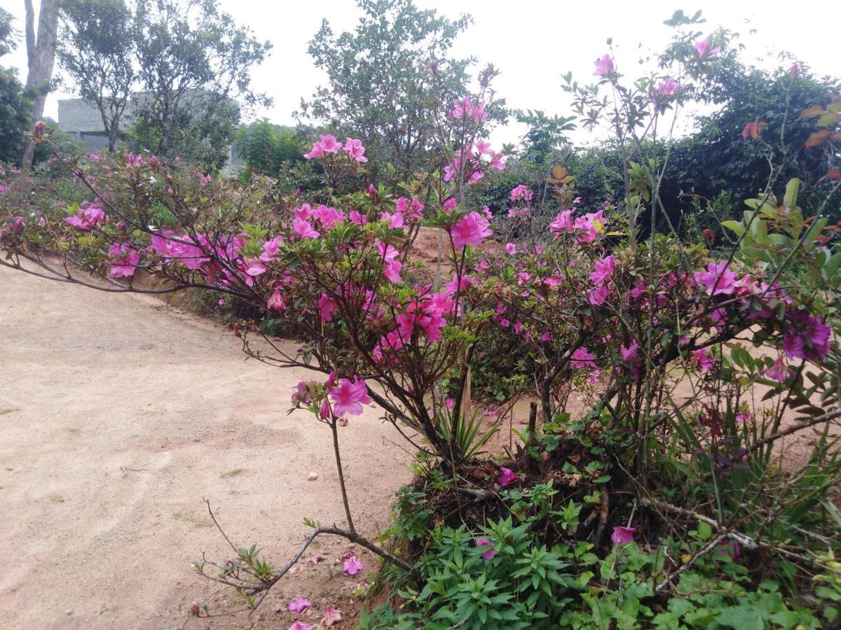 Forest Cyniciam Homestay Ohiya Kültér fotó